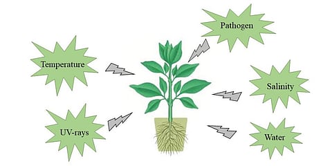 Plants transfer bad experiences to DNA-repairing gene of offsprings, finds CUK study