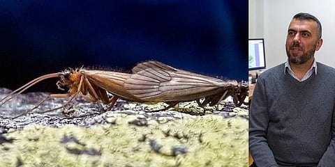 In this handout photo provided by Halil Ibrahimi (R), insects named Potamophylax coronavirus (Photos | AP)