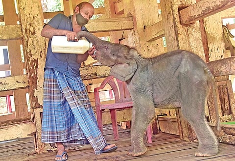 Mahout Rajan feeding baby elephant Junior Surendran, abandoned by its mother at Nilambur in Malappuram, at Konni Elephant Camp on Wednesday | SHAJI VETTIPURAM