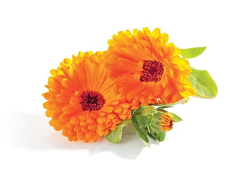 All about flower power