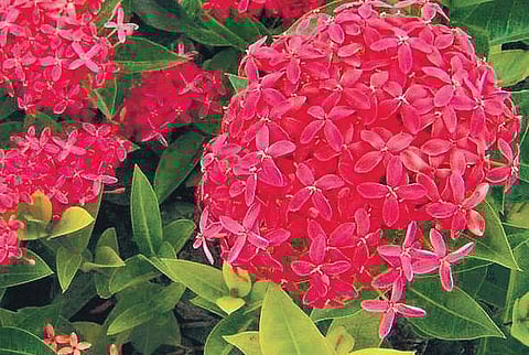 Feel the flower power