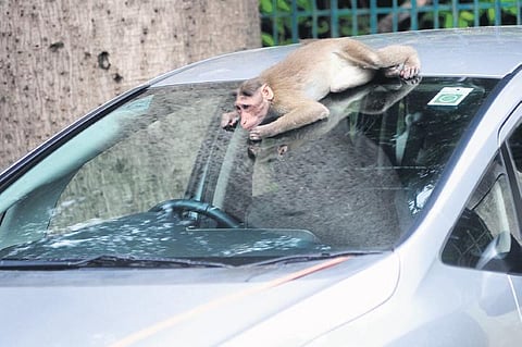 A monkey climbs atop a car in a residential zone in the city