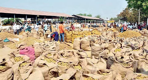 Turmeric farmers not paid amid Covid crisis