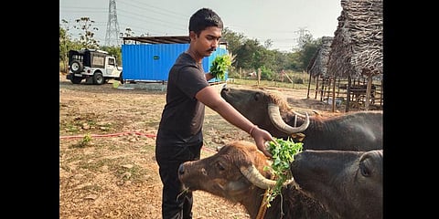Sai Vignesh’s Almighty Animal Sanctuary in Tiruvallur is home to more than 80 animals, including dogs, cattle and pigs rescued from illegal slaughter. (Photo | Express)