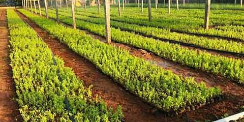 A plant nursery set up by the GHMC in Hyderabad. (Photo| EPS)