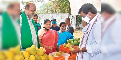 Horticulture Director L Venkatram Reddy checks on some mangoes. (Photo| EPS)