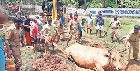 Fire and Rescue Services officials of Thiruvananthapuram engaged in rescuing a cow (file pic)