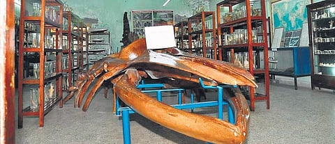 The skeleton of a whale exhibited at the marine biology department | Express