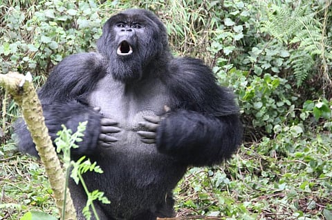 The gorilla’s chest thumping is considered a solution to appeal to females and intimidate potential rivals. (Photo | AFP)