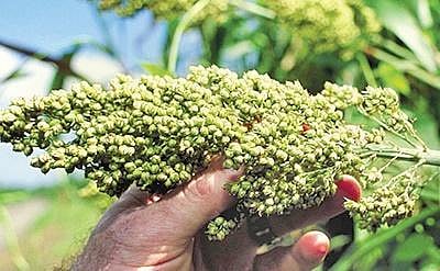 Sorghum ryots suffer as govt yet to purchase crop