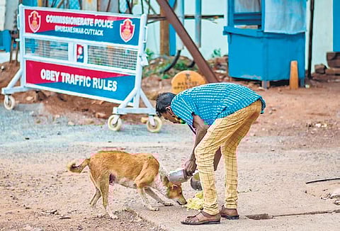 An animal welfare organisation feeding a stray dog in Bhubaneswar | Express