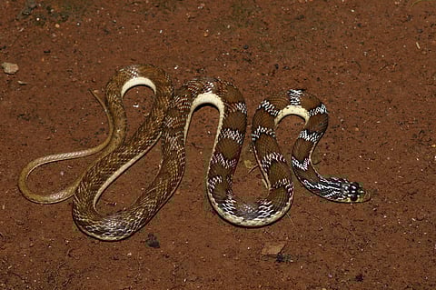 The snake found in Tamil Nadu has been renamed Platyceps josephi (Photo | Special arrangement)
