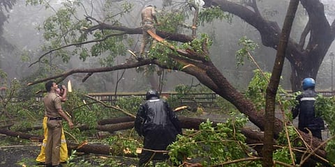 Several trees uprooted after strong winds and rainfall due to Cyclone Tauktae. (Photo | PTI)