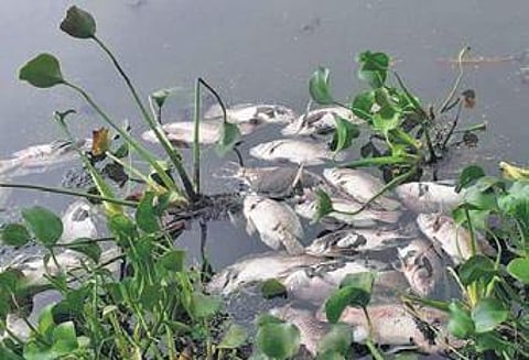Lockdown forces villagers to live with stench of dead fish from nearby Mottanalluru lake