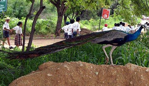 As trapping peacocks is illegal under the Wildlife Protection Act of 1972, it is better to notify the Forest Department.