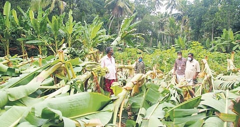 Plantains of this farmer from Venganoor panchayat was recently destroyed in the wind and downpour caused by Cyclone Tauktae | FILE PIC