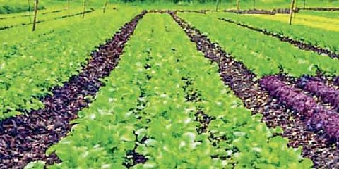 First they laughed at her, now they follow her