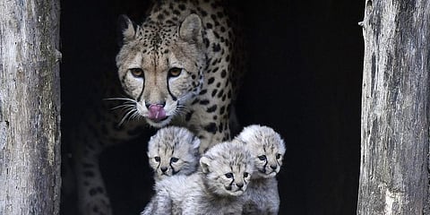 African cheetah with cubs (File Photo | AP)