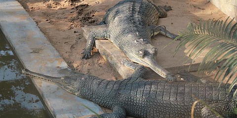 Representational image (File photo| EPS)