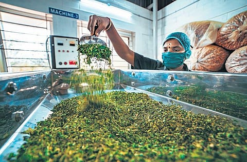 The Myriad miracles of Moringa