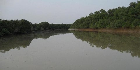 Mangrove forest in Kendrapara. (Photo | EPS)