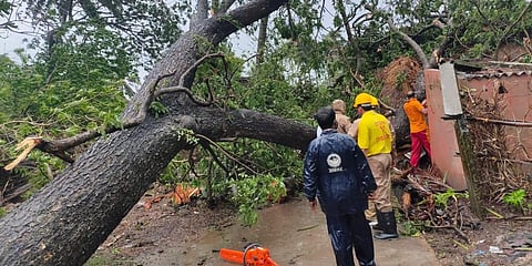 An uprooted tree in Kendrapara district's Rajnagar block. (Photo| EPS)