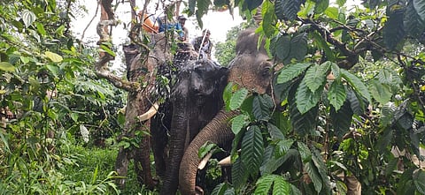 Wild elephant being radio collared in Kodagu (File photo | Special arrangement)