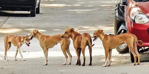 For representational purposes (Photo | EPS)