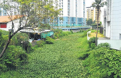 Edappally Canal filled with water hyacinth and weeds. A scene near Lulu mall in Kochi | A Sanesh