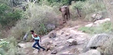 An elephant chasing a youngster near Thirumurthi hills in Udumalaipet. (Screengrab)