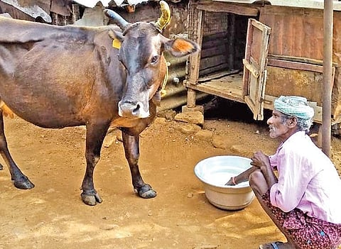 Mahendran, a dairy farmer in Gavi, feeds his cow | Express