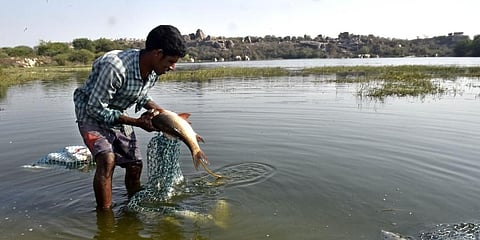 A fisherman with his days catch at Ameenpur lake in the city. (File Photo | EPS/Vinay Madapu)