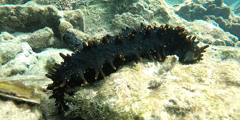 Sea cucumber