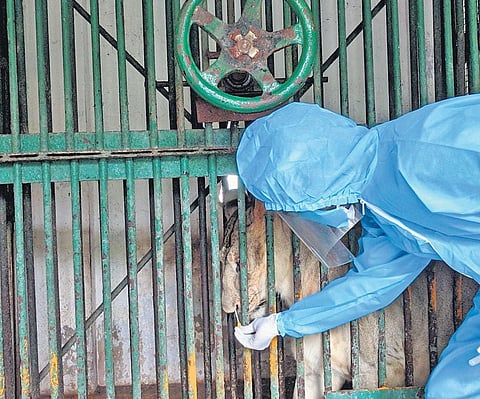A Vandalur zoo veterinarian collects a nasal swab from a lion. (Photo | Express)