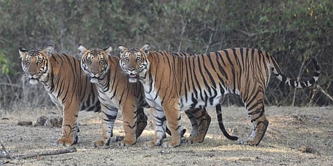 Three tigers in a playful mood at Nagarhole National Park and Tiger Reserve in Mysuru district of Karnataka. (File photo | EPS)