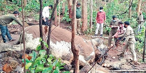 Forest personnel inspecting the decomposed carcass near the sanctuary. (Photo| EPS)