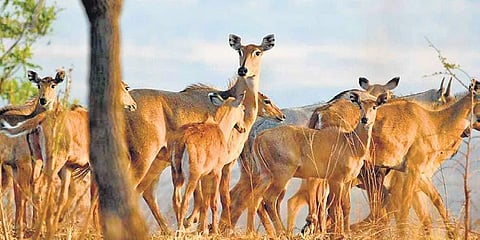A herd of 10-12 nigai strayed in from Maharashtra to the Aurad range