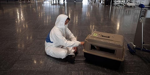 A traveller wearing a hazmat suit tends to his dog in a carrier before boarding a plane at the Narita International Airport in Nairta, near Tokyo. (File photo| AP)