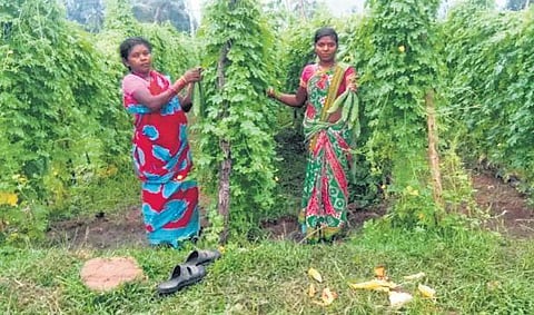 Tribal women in their bitter gourd cultivation field | Express