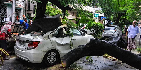 Kolkata Municipal Corporation workers cut a tree after it got uprooted and fell on a car following heavy rain, in Kolkata. (Photo| PTI)
