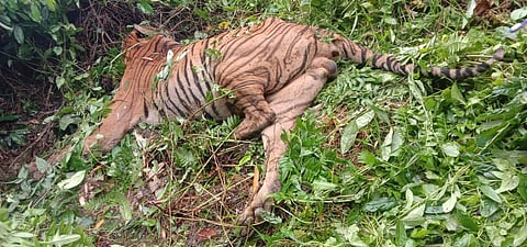 HC puts Chhattisgarh govt on notice over tiger death