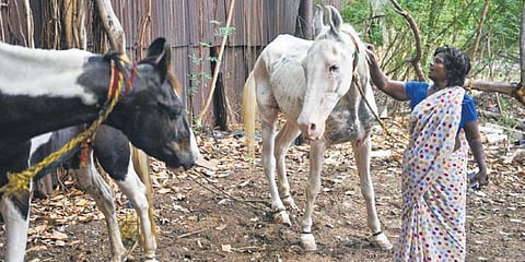 A woman pets her horse on the banks of the Cooum in Chennai on Sunday. (Photo | Debadatta Mallick, EPS)