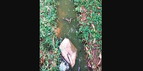 Untreated sewage water being released in the park in Jigani.