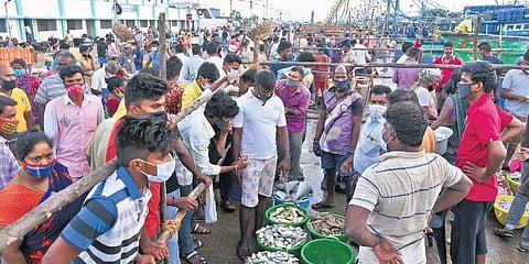 Kasimedu Fishing Harbour sees huge crowds in Chennai on Sunday. (Photo | R Satish Babu, EPS)