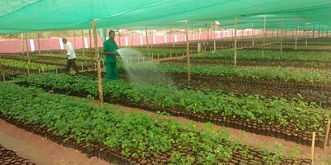 Saplings being nursed at the Warangal Central Prison. (File Photo | EPS)