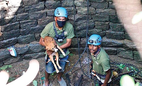 Saving creatures big and small