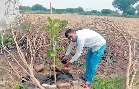 A resident of Shikarpur waters a sapling planted by him in memory of his relative. (Photo| EPS)