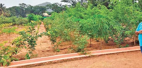 The urban forest developed in Balimela town I Express