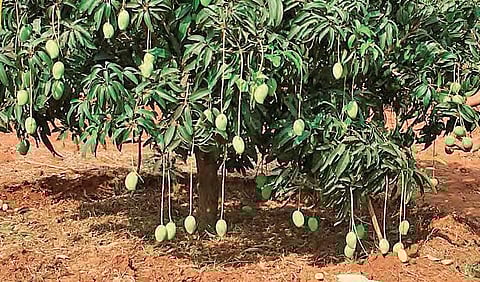 These mangoes are rich in antioxidants, folic acid and beta-carotene. (Representational Image)