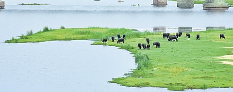 Andhra Pradesh asked not take up RLIS till approval